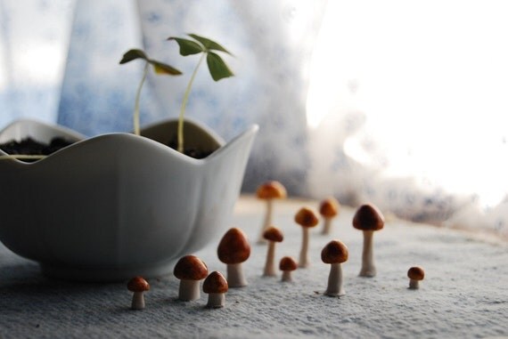 Fungus Set No.20