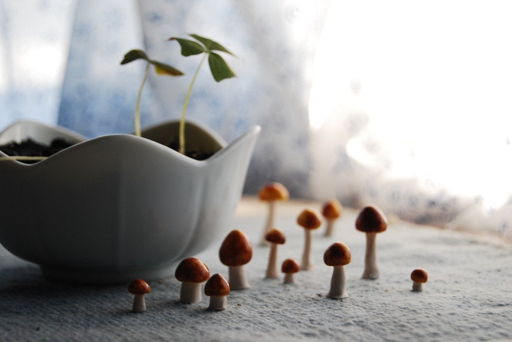 Fungus Set No.20
