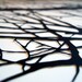 Branches 2: 18x24 Hand-Cut Paper Art, framed and one-of-a-kind