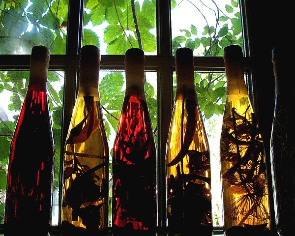 Summer  in a Bottle - 8 x10 - Photographic Print