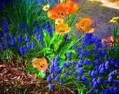 Spring floral Fine Art Photography, Office Wall Art, 11x14 Giclee Print, EBSQ