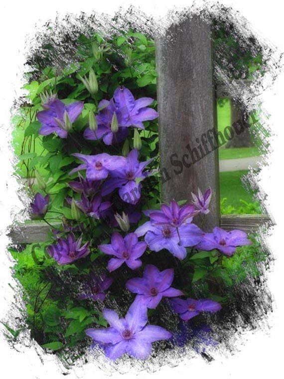 Clematis Computer Enhanced Photography, 11x14 Giclee Print, Wall Art Print, EBSQ