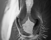 Black and White Photograph - Horse - 12 x 18 Print
