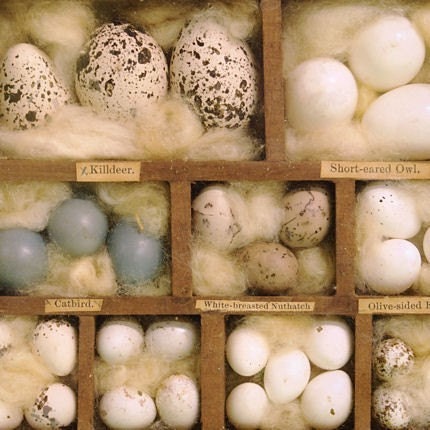 Natural History Art Print - Speckles and Cream - 8x8