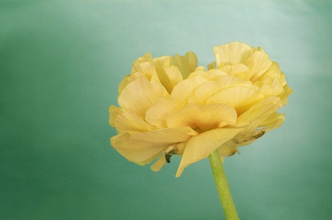 Large Format Floral Photograph - Ranunculus Blossom - 24x36