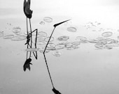 Black & White Nature Photograph Print - Still Pond - 8x8
