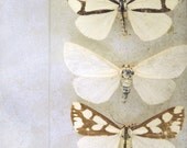 Ephemeral Natural History Print - Moth Wings - 8x8
