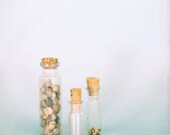 Natural History Collection Photograph - The Shell Collector - 8x8