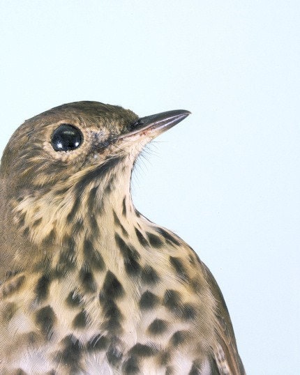 Natural History Bird Wall Art - 8x10 - Thrush