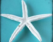 Beachy Starfish Photograph - Skinny Sea Star - 8x8
