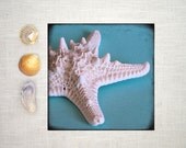 Starfish Ocean Photograph Print - Sea Star - 8x8
