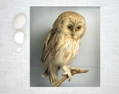 Owl Photograph - Natural History Art Print - Wise Owl - 8"x10"