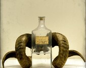 Victorian Natural History Wall Art - 8x8 Print - Distilled Water