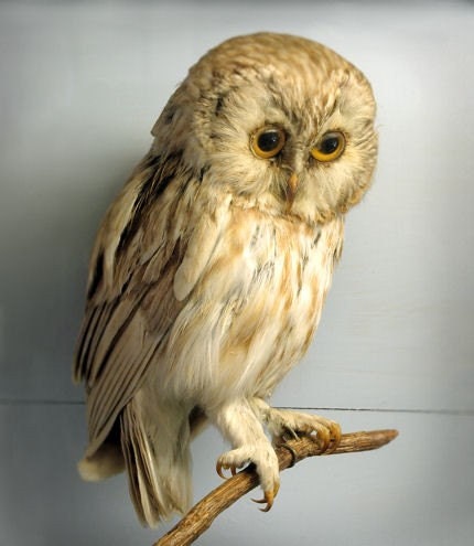 Large Format Natural History Print - Wise Owl - 30x40