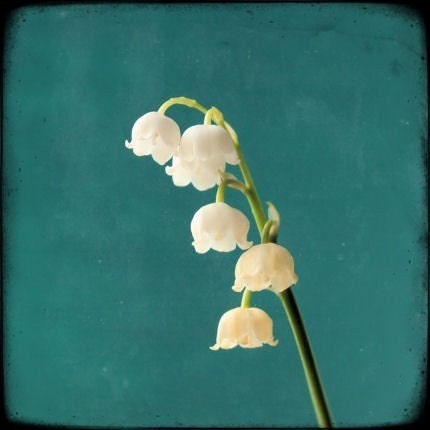 Lilies of the Valley Fine Art Botanical Photograph - 8x8 Print
