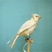 Fine Art Bird Photograph - Natural History - Albino Blue Jay - 8x8 Print