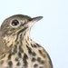 Natural History Bird Wall Art - 8x10 - Thrush