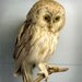 Owl Photograph - Natural History Art Print - Wise Owl - 8"x10"