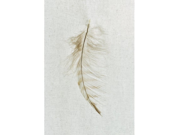Owl Feather Art Photograph - Natural History Series - Fleeting - 8"x12"