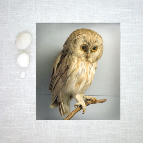 Owl Photograph - Natural History Art Print - Wise Owl - 8"x10"