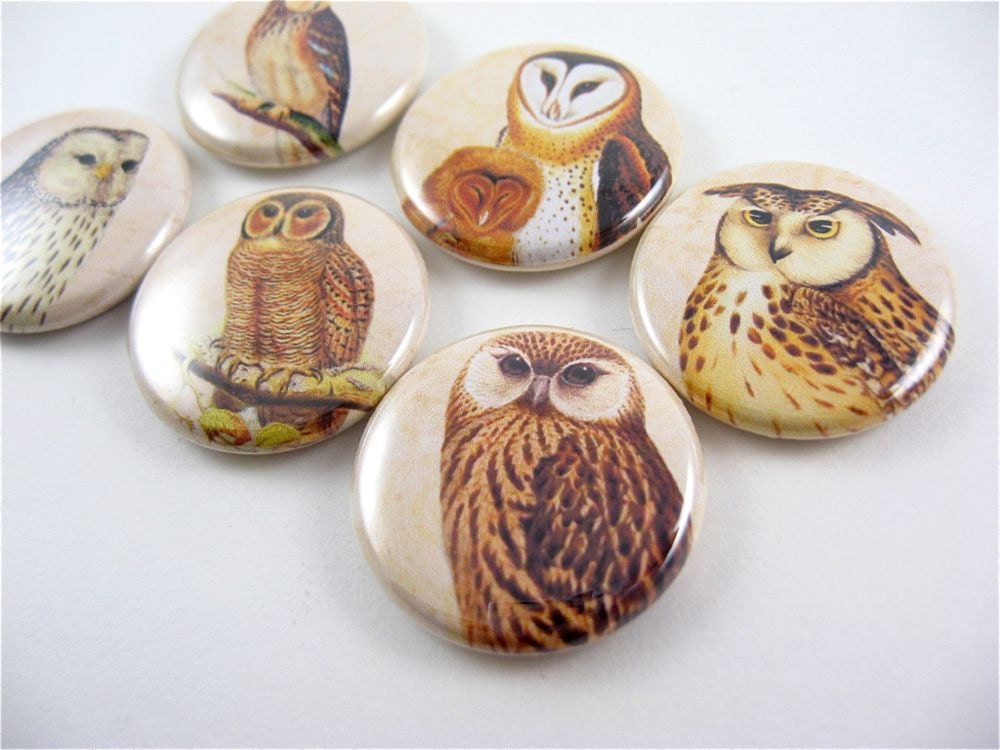 Owl fridge magnets / Six 1 Inch button magnets / Parliament of Owls No 2 / fits Magnabilities 1112