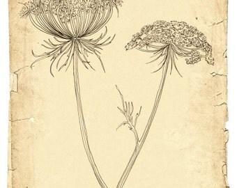 Queen annes lace, Line drawing, botanical art, old paper, wildflower, rustic, nature, Fine Art Print  Natural history drawing  8x10