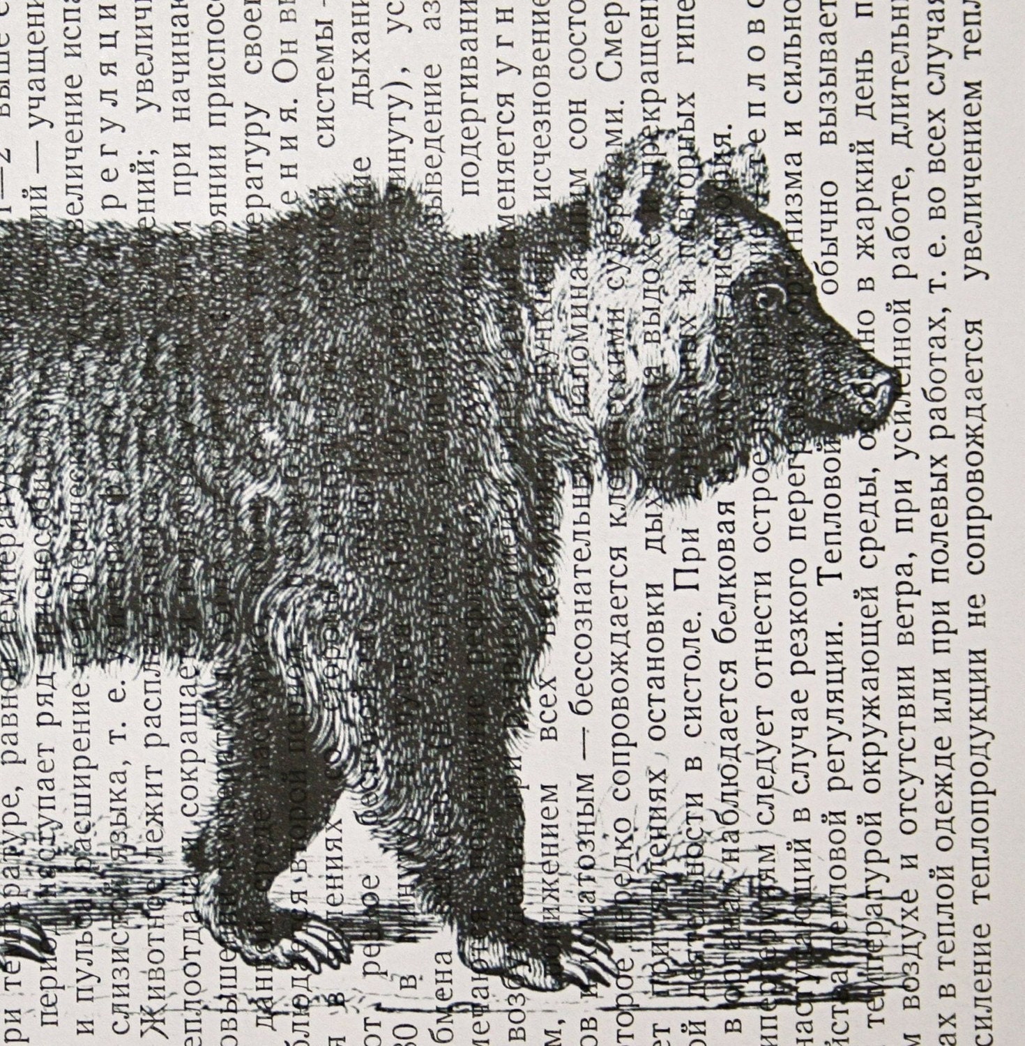 Bear Print on Vintage Russian Book Page - 5 x 7 Boris the Bear