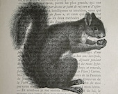 Squirrel Print on Vintage French Text Book Page - 5 x 7