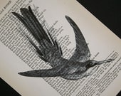 Hummingbird Print on Vintage Book Page - 5 x 7 Hummingbird 2