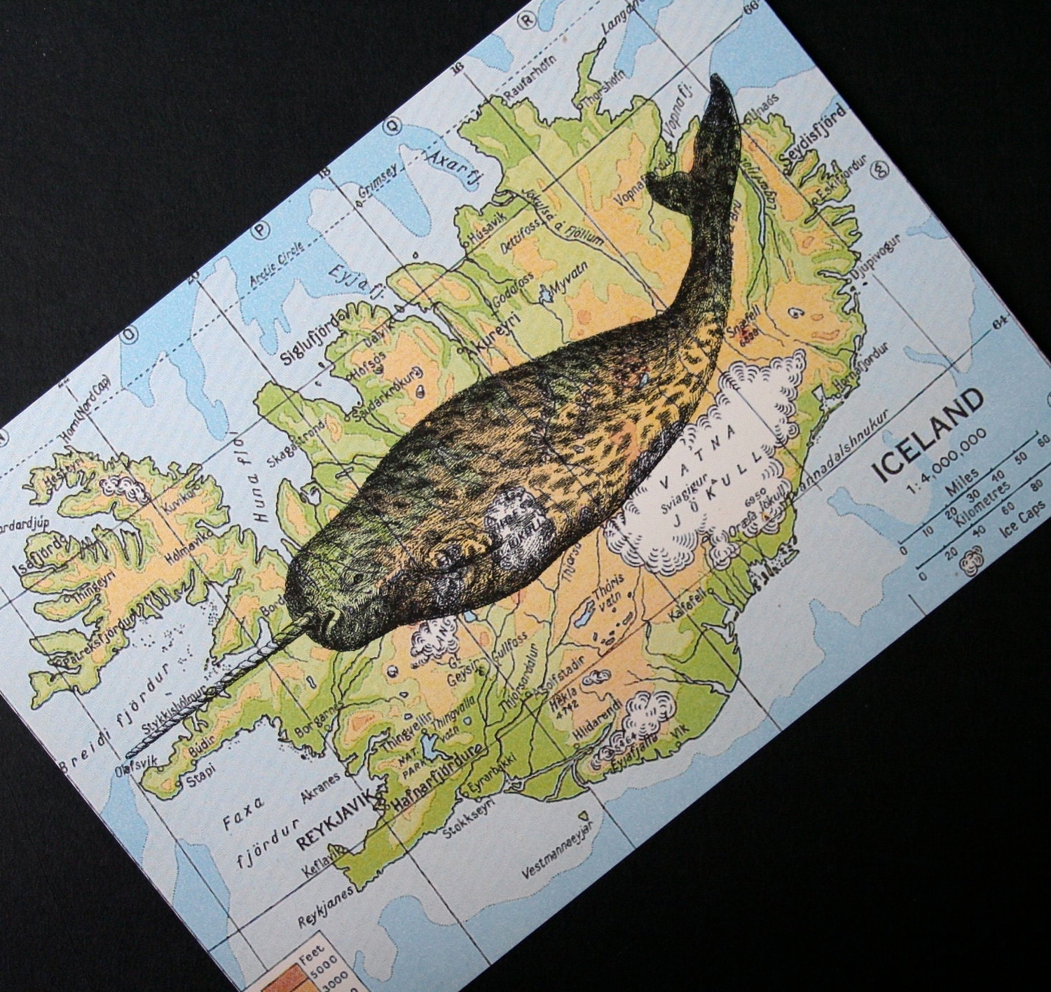 Narwhal Print on Map of Iceland - 5 x 7 Narwhal Map Print