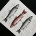 Fish Print on Vintage Japanese Book Page - 5 x 7