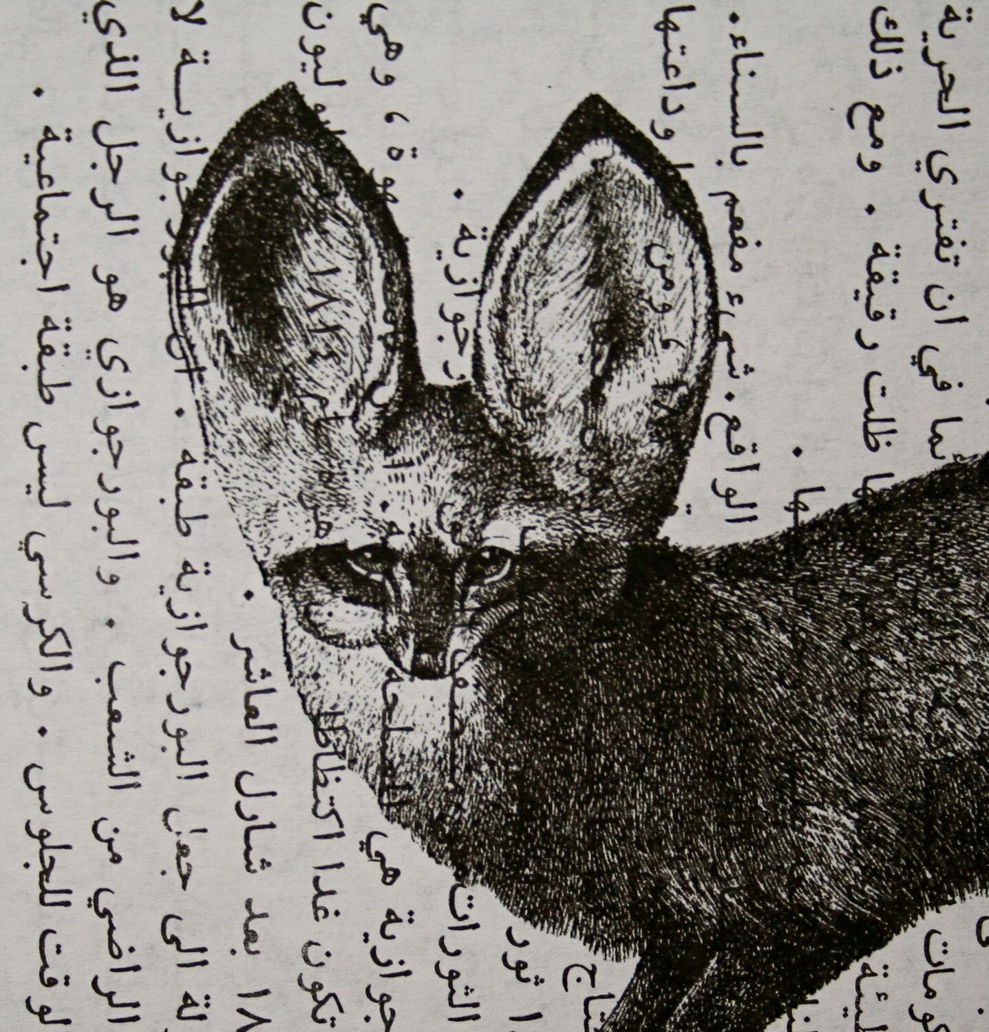 Arabic Fox