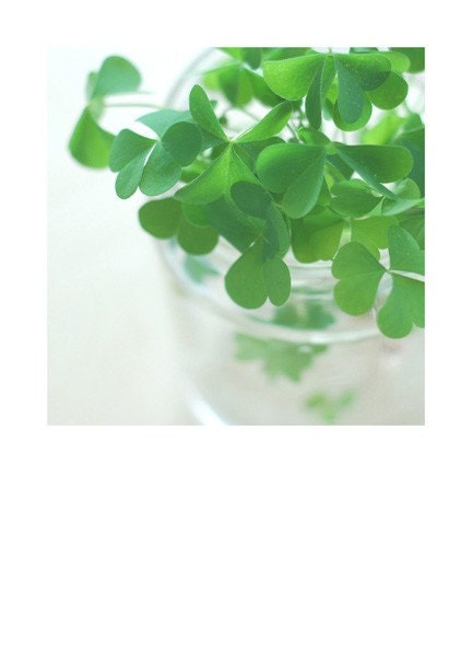 Lucky (New Size)