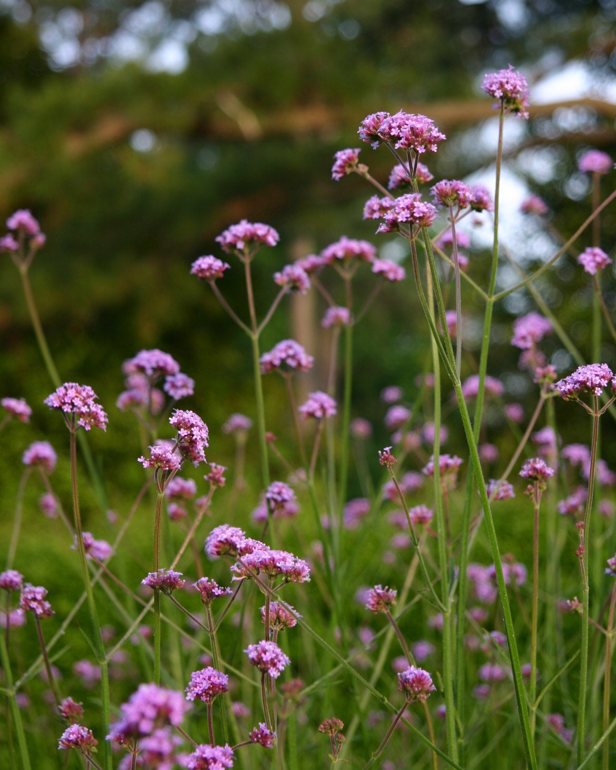 Purple Verbena Flowers, 8 x 10 Photo Art Spring Garden Green Nature Summer Bokeh