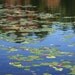 Autumn Pond Photograph 8x10 Print Blue Fall Foliage Leaves Lake Lillypad Reflection Nature Woodland