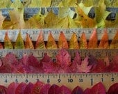 the measure of autumn