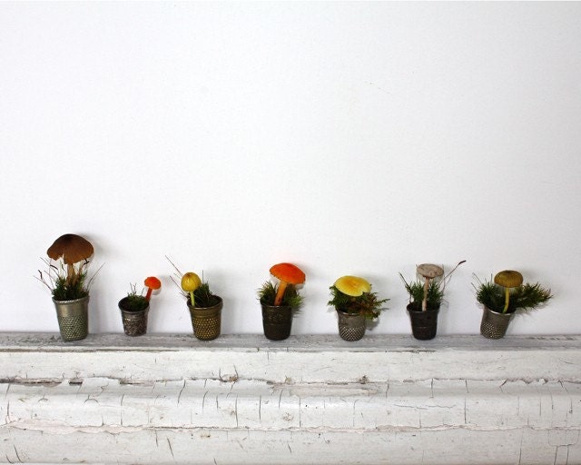 tiny forest gardens