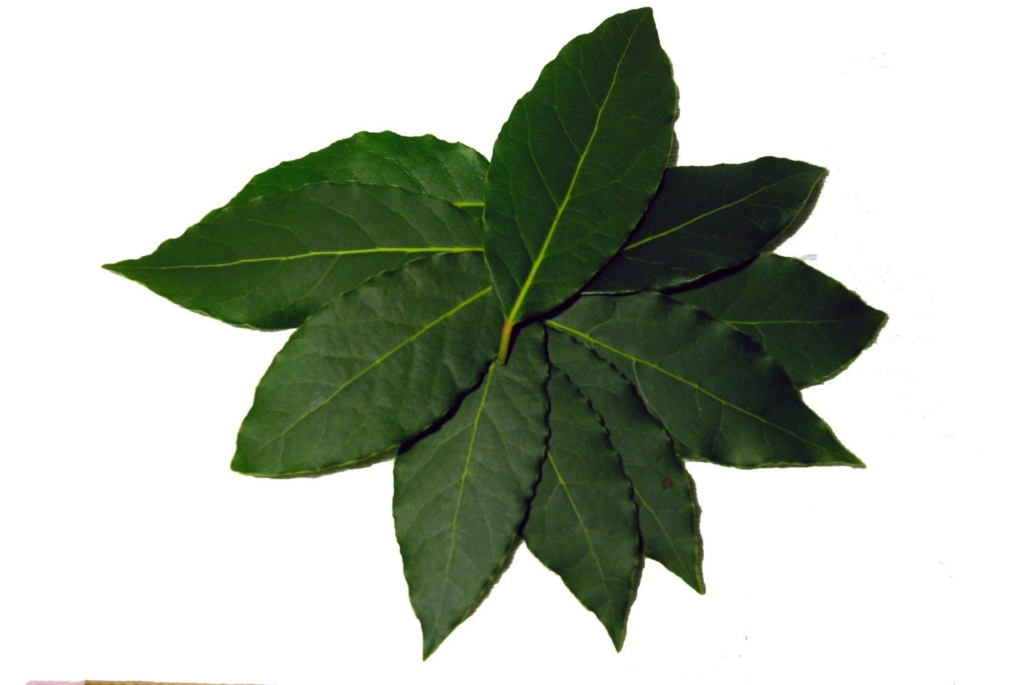 Bay Leaf