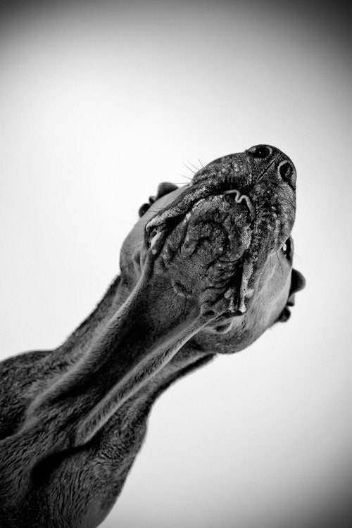 pelei in black and white