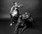 brother & sister no10 - pitbulls in black and white