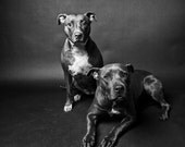 brother & sister no11 - pitbulls in black and white