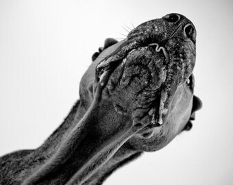 pelei in black and white