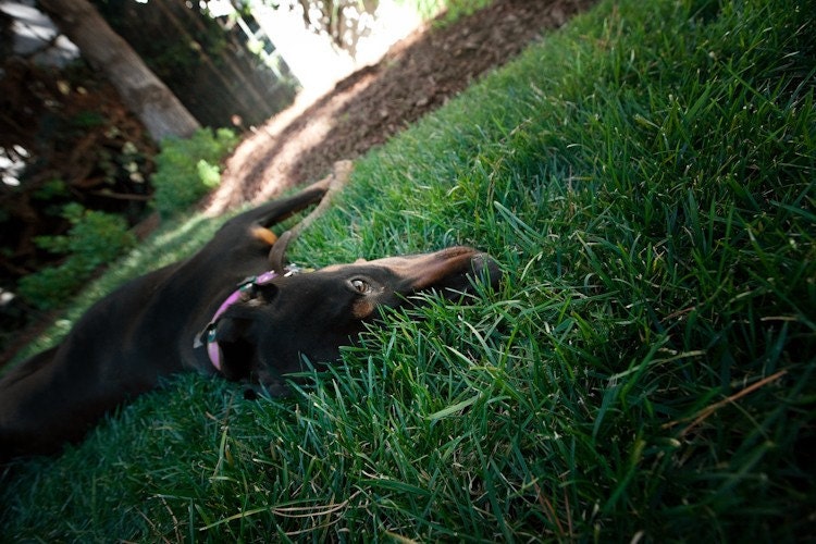 doberman at rest