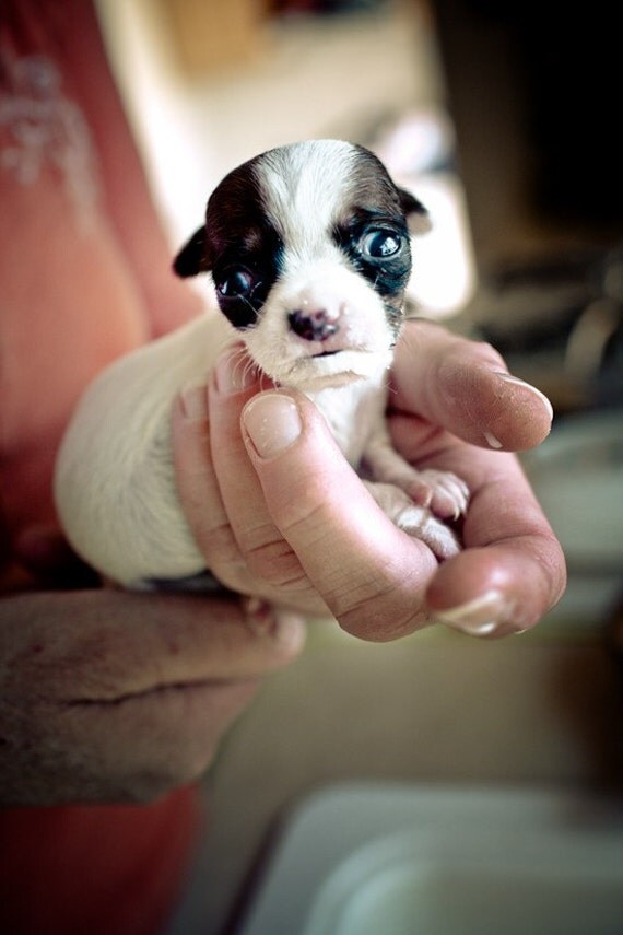 shelter dogs no. 16