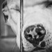 shelter dogs no. 31, pitbull