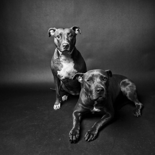 brother & sister no11 - pitbulls in black and white