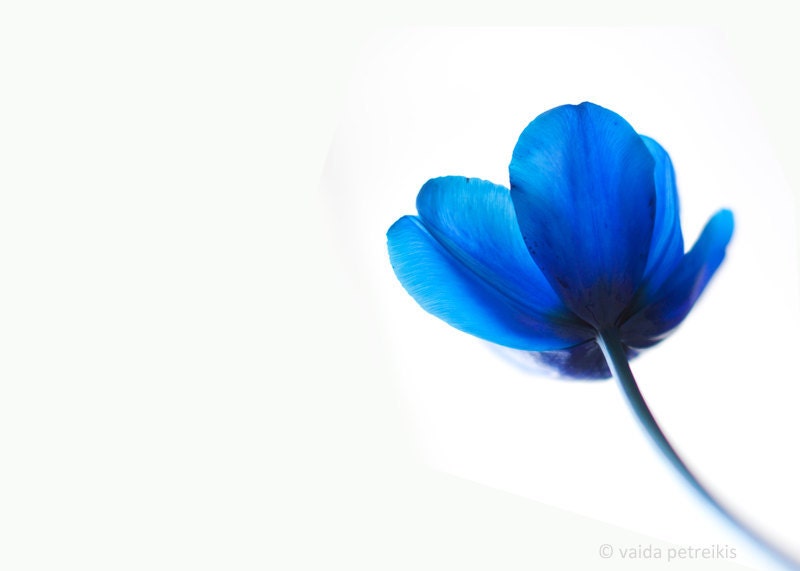 Perfect Love - 5x7 inches Fine Art Photograph, Blue Tulip Flower - floral gift for you beloved
