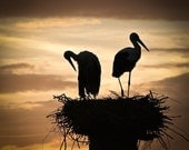Togetherness - 6x6 Fine Art Photography Print - a signed photo of two birds - storks silhouettes in the evening sky - limited edition
