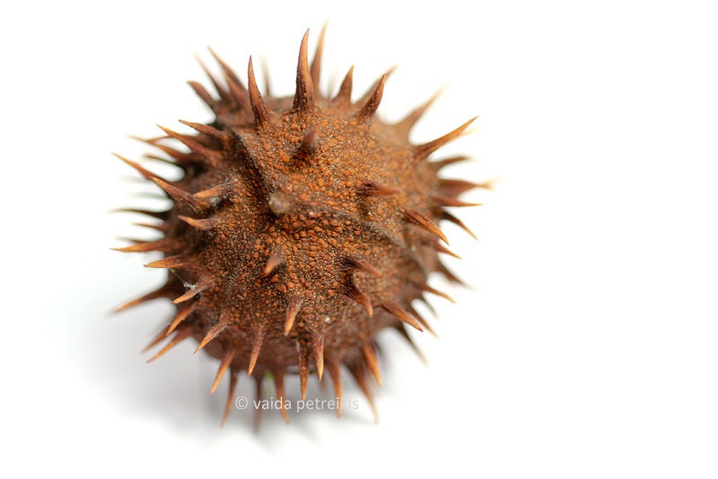 Edge - 4x6 inches Fine Art Photograph - a spiky abstract rustic image with a dry plant - signed photo - limited edition