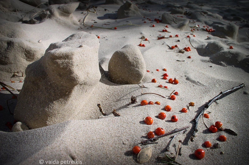 Reminiscences - 4x6 inches Fine Art Photograph - a natural abstraction with berries and sand - signed limited edition
